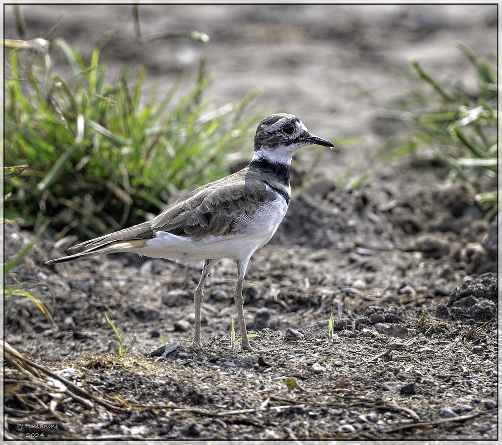 Killdeer by bluemoon