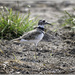 Killdeer by bluemoon