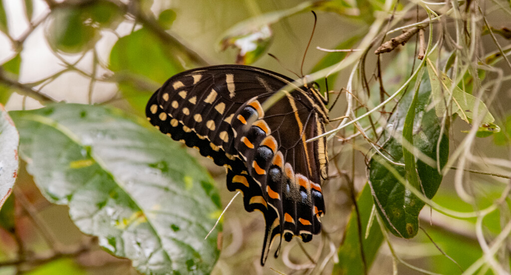 Spicebush Swallowtail Butterfly! by rickster549