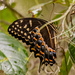 Spicebush Swallowtail Butterfly! by rickster549