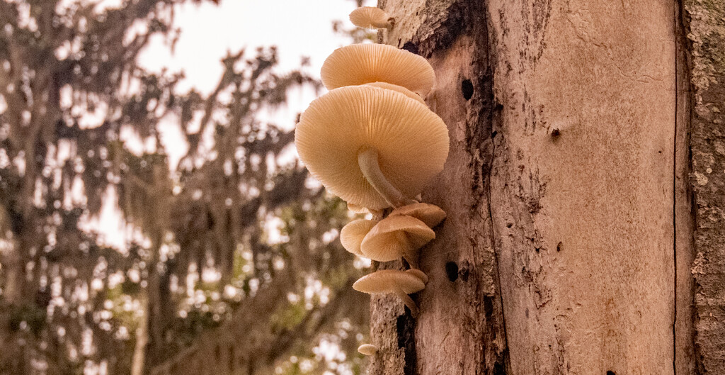 Mushrooms on the Side of the Tree Trunk! by rickster549