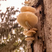 Mushrooms on the Side of the Tree Trunk! by rickster549