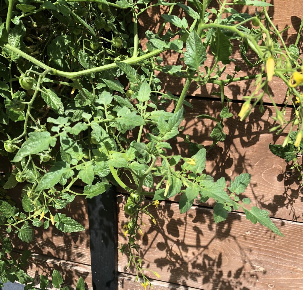 Tomato Plant Shadows  by dailypix