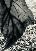 13th Sep 2024 - Fallen leaf