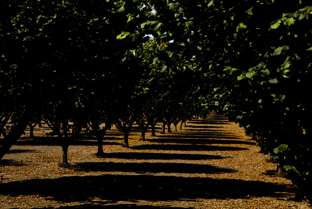 Hazelnut shadows by joysabin