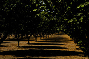 8th Sep 2024 - Hazelnut shadows