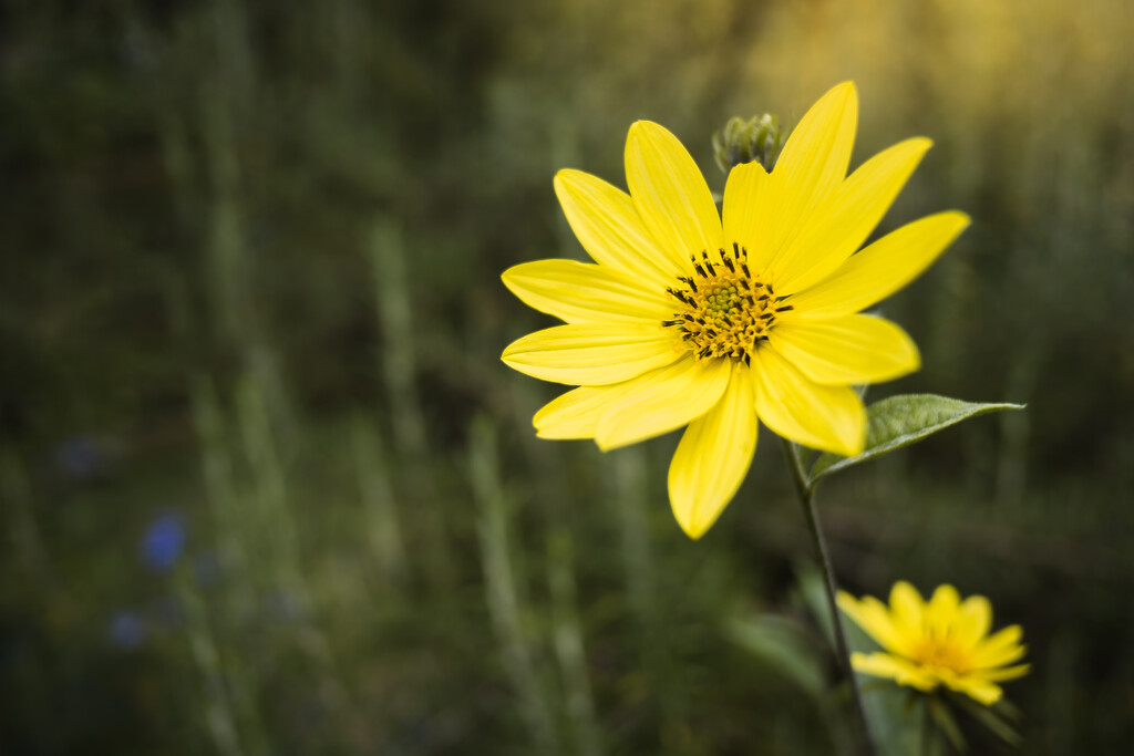 September Flowers by tina_mac