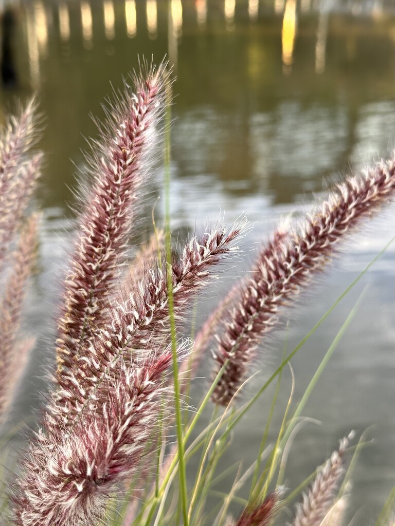 Fountain Grass by kjarn