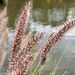 Fountain Grass by kjarn