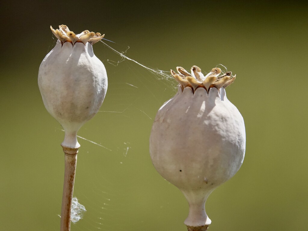 Seed Heads  by phil_sandford