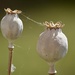 Seed Heads  by phil_sandford