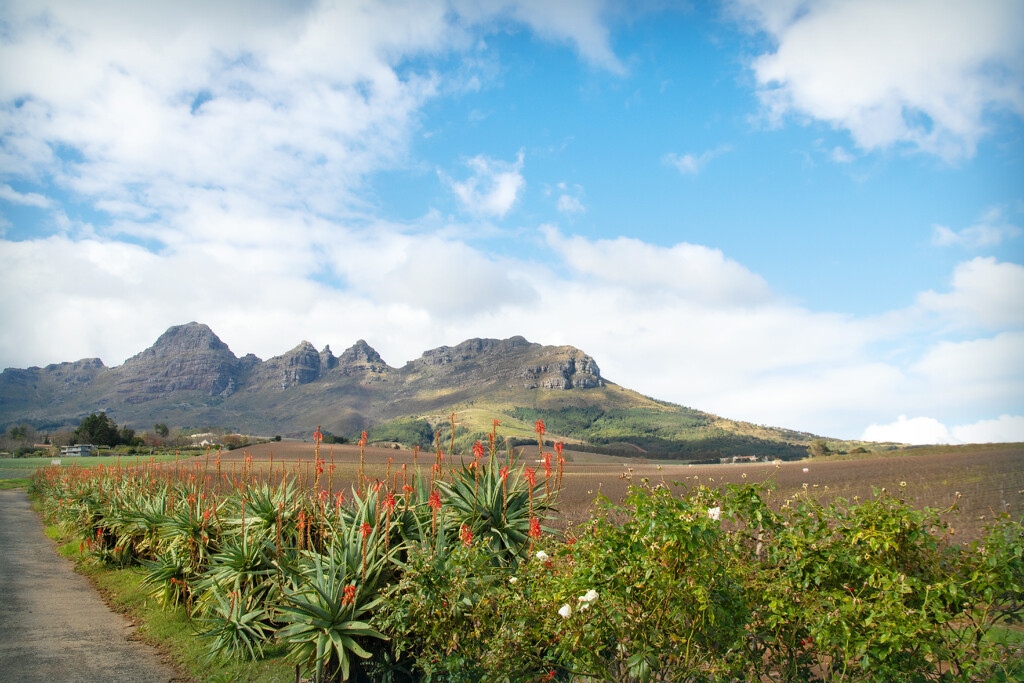 The vast expanse of vines by ludwigsdiana