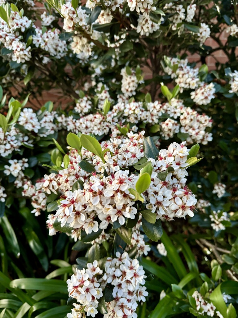 Spring flowers by jools