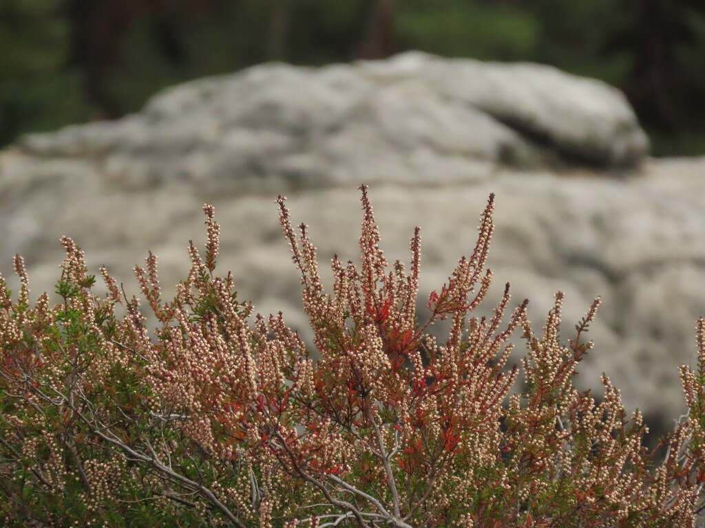 Wild flowers by koalagardens