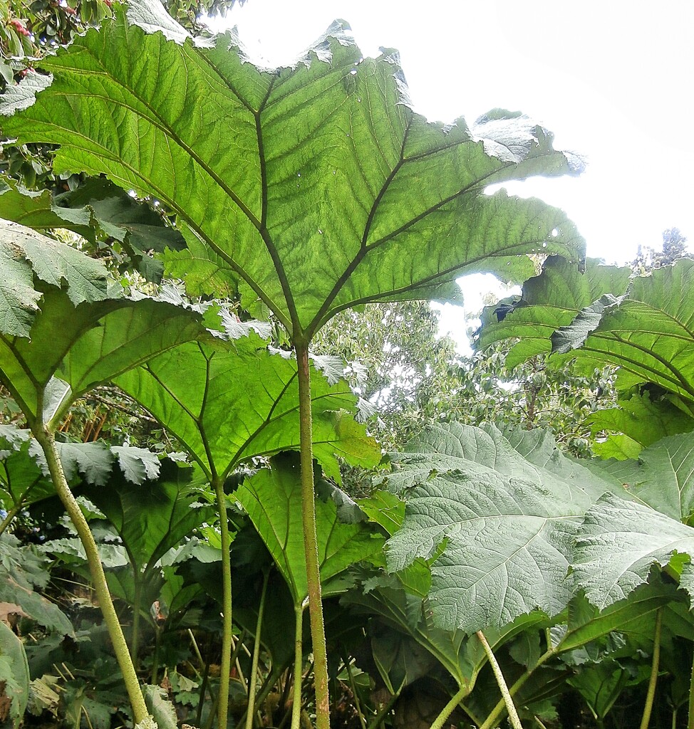 Giant Rhubarb..... by cutekitty