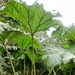 Giant Rhubarb.....