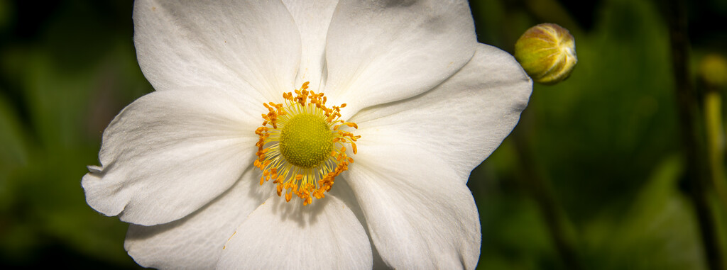 Japanese Anemone by swillinbillyflynn