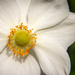 Japanese Anemone by swillinbillyflynn