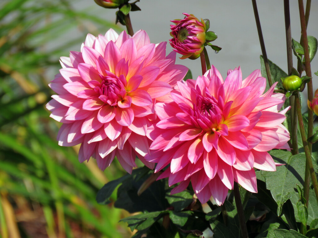 Dahlias by seattlite