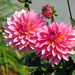 Dahlias by seattlite