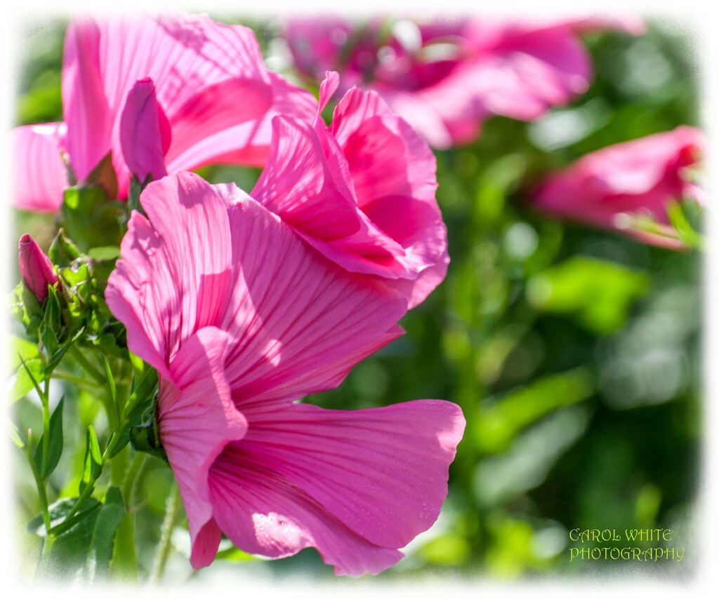 Blowing In The Wind by carolmw