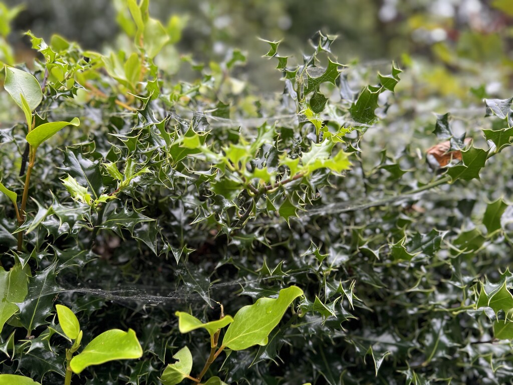 Cobwebs on holly hedge by alison59