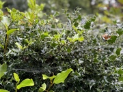 14th Sep 2024 - Cobwebs on holly hedge