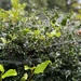 Cobwebs on holly hedge by alison59