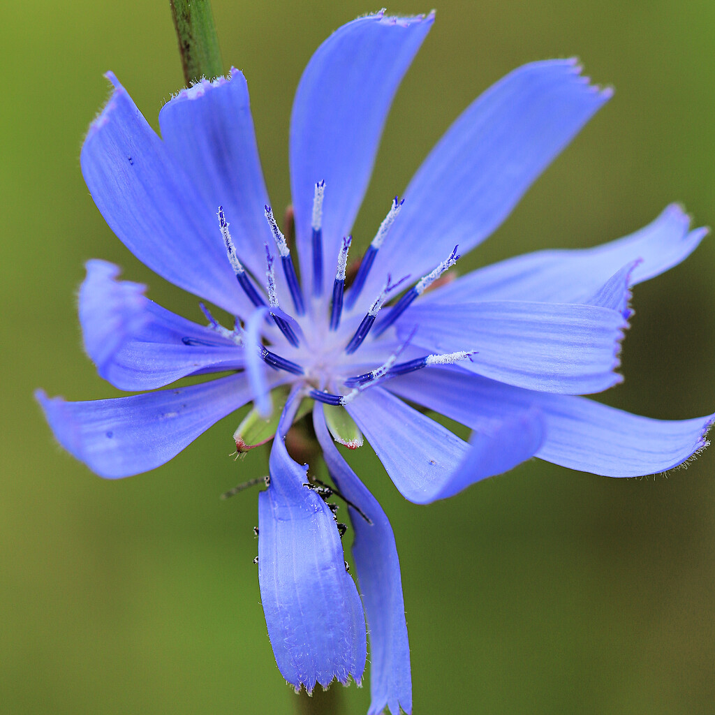 Windswept Cornflower and Friend by juliedduncan