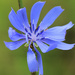 Windswept Cornflower and Friend