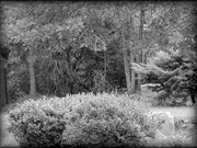 14th Sep 2024 - The woods across the road from my driveway...