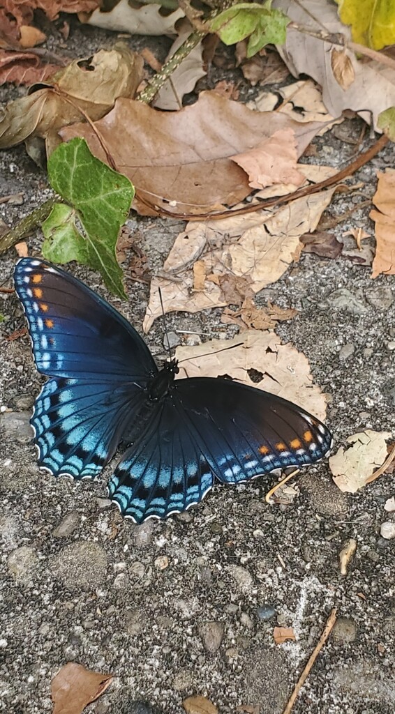 Beautiful Blue  by alophoto