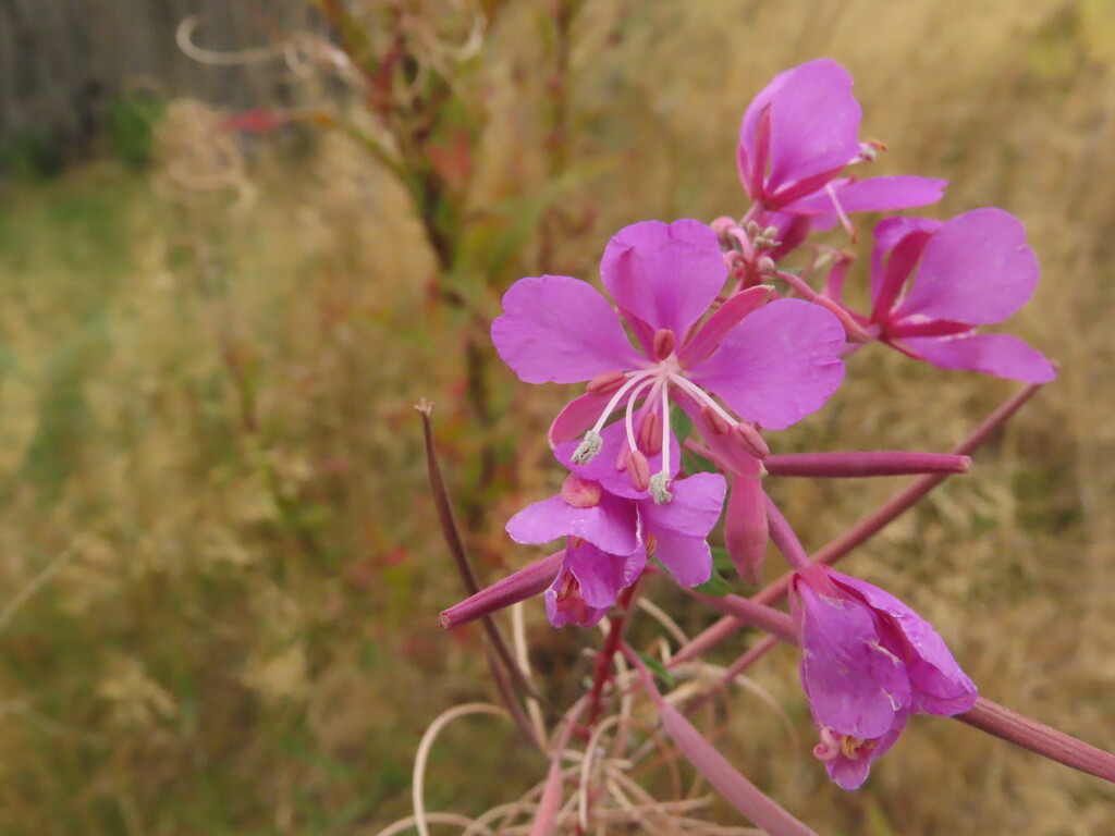 Wild flowers by koalagardens