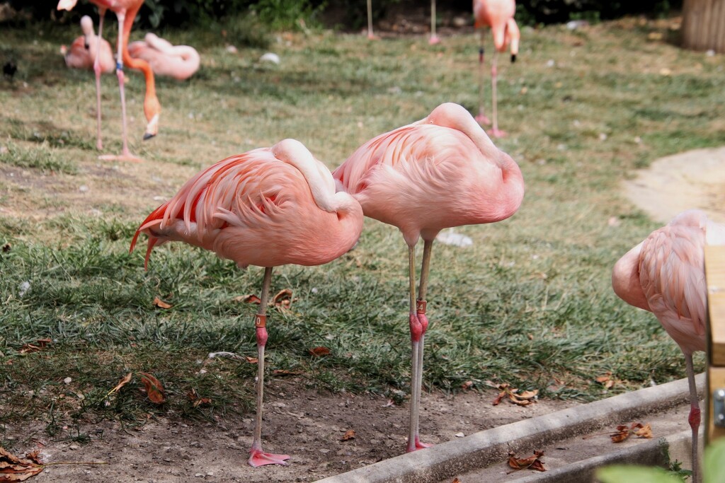 Sleeping Flamingos by randy23