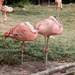 Sleeping Flamingos