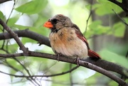 11th Sep 2024 - Female Cardinal