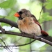 Female Cardinal