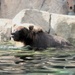 Swimming Bear