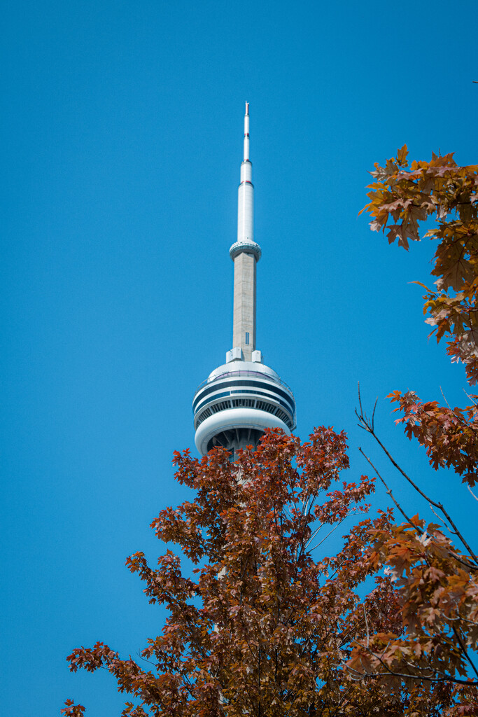 CN Tower at the Waterfront by maggierileyphoto