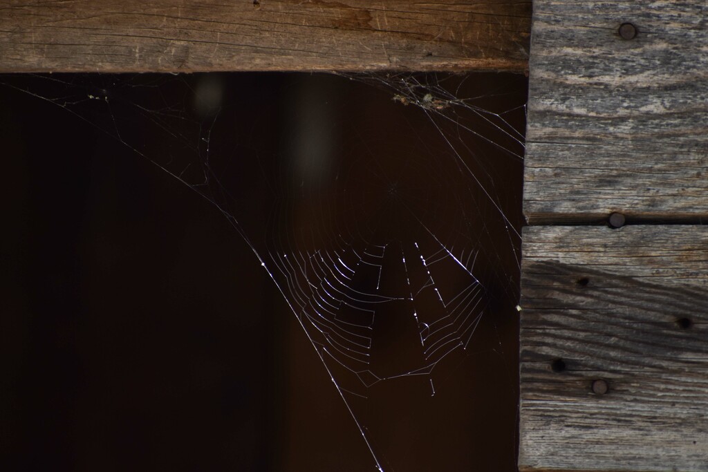 Half-Lit Spider Web by bjywamer