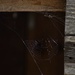 Half-Lit Spider Web