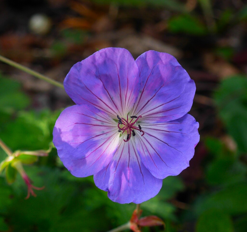 Perenial Geranium by 365anne