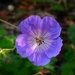 Perenial Geranium