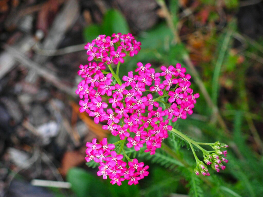 Pink flower by 365anne