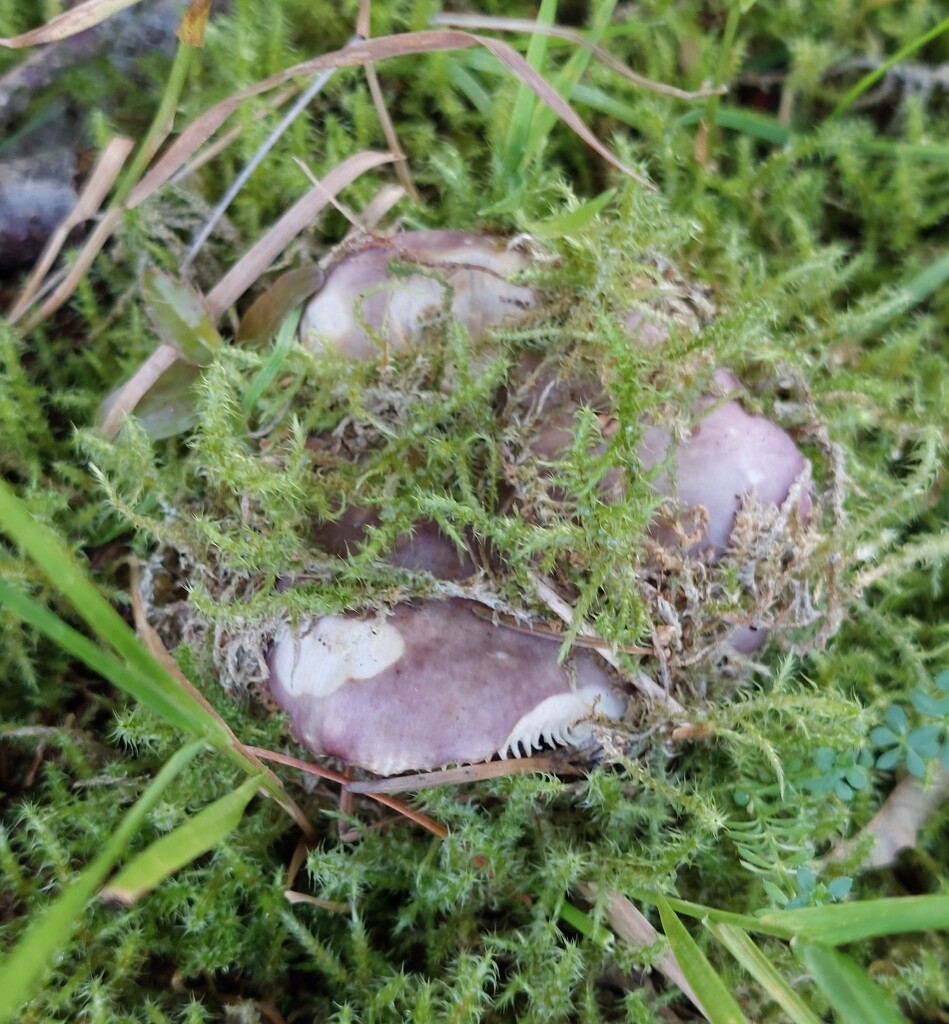 Fungi camouflage  by samcat