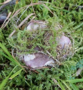 5th Sep 2024 - Fungi camouflage 