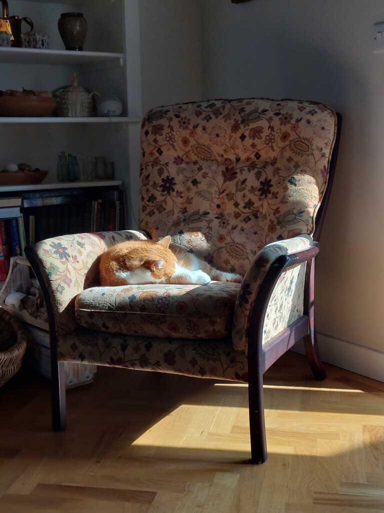 Sun puddle  by samcat