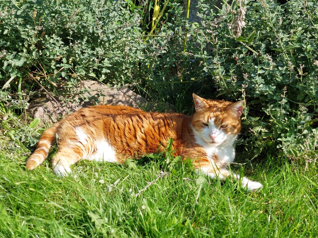 In the catmint  by samcat