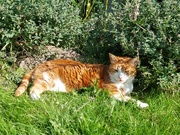 7th Sep 2024 - In the catmint 