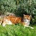 In the catmint 